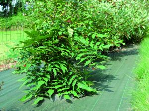 Standard green mulching mat